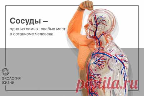 "Ахиллесова пята" человека.
. . . . . . . . . . . . . . . . . . . .
Сосуды – одно из самых слабых мест в организме человека. Малейший сбой в функционировании кровеносной системы способен повлечь тотальные проблемы во всём организме.
⠀
Первыми сигналами от хрупких сосудов могут быть такие симптомы, как общая слабость, утомляемость, хронические головные боли, метеочувствительность, мёрзнущие конечности, одышка, возникающая при несерьёзных физических нагрузках.
⠀
Чтобы не доп...