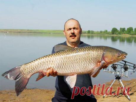 Белый амур, АУ! Или Где искать чудо-рыбу
