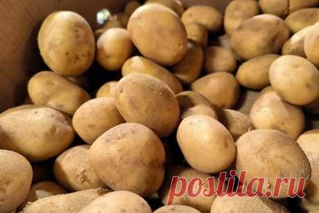 Россиян научили правильно хранить картофель