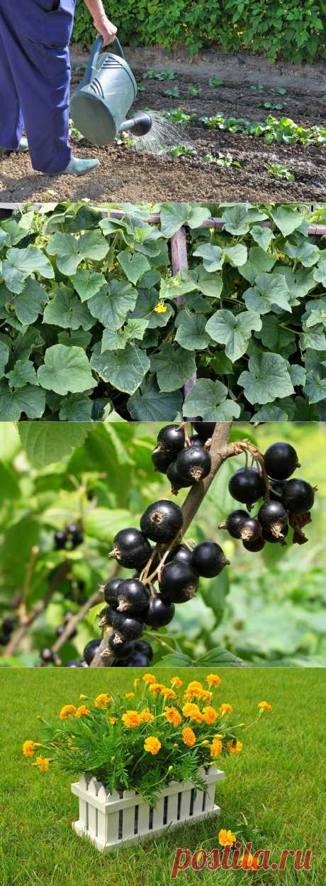 Сезонные работы в саду и огороде: конец мая - начало июня / Календарь садовода-огородника / 7dach.ru