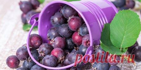 (+2) Северный изюм : Ландшафтный дизайн : Дом : Subscribe.Ru