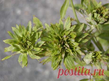 Rosa chinensis Viridiflora-зеленая Роза | Garden-en.com Растение: Rosa chinensis Viridiflora * зеленая Роза-Роза, чередующиеся листья, нечетные перистые, плоды-Самара, клумба, привлекательные цветы...