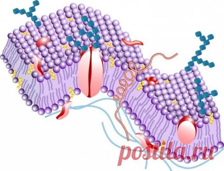 Липиды | Кухня Кухня Липиды представляют собой одну из групп органических соединений, имеющую огромное значение для живых организмов. По химической структуре все липиды делятся на простые и сложные. Молекула простых
