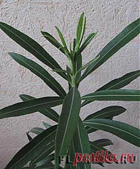 Олеандр: уход, выращивание, обрезка - Комнатные растения и цветы. Florets.ru