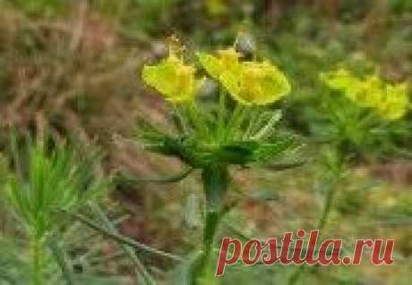 Молочай (солнцегляд) – лечебные свойства Молочай (солнцегляд) – лечебные свойства
Молочай солнцегляд образует рыхлые, но красивые заросли. С наличием прямостоящих стеблей и очередными обратнояйцевидными листьями, невзрачными зеленовато-желт…