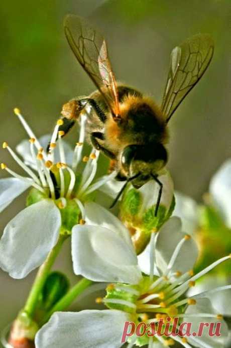 МАКРО ПРИРОДА ВЕСНЫ
Nikon Photographers – Сообщество – Google+
Омская область. Сибирь. Россия.
Фото Владимир Зыбин