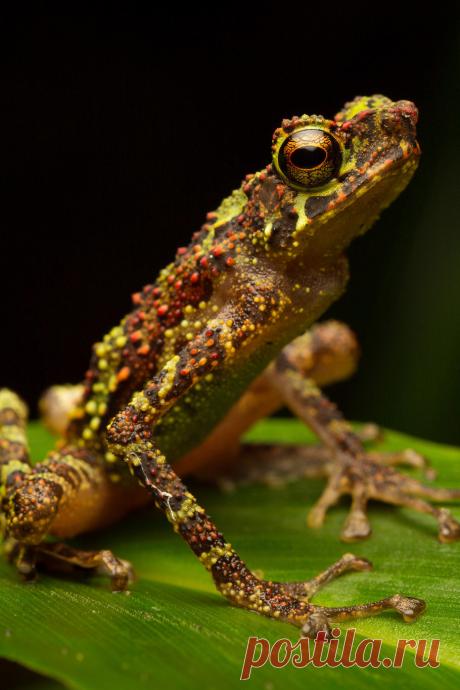 heaven-ly-mind:
“ Rainbow toad (Ansonia latidisca)
”