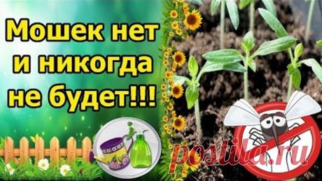 МОШЕК НА РАССАДЕ НЕТ И НЕ БУДЕТ! ПРОФИЛАКТИКА И БОРЬБА С МУШКАМИ СЦИАРИДАМИ!