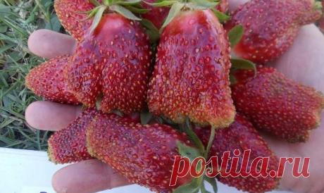 Земклуника Купчиха и ее недостатки – описание, реальные отзывы | Ягодный сад, или прикладное садоводство в советах, вопросах и ответах