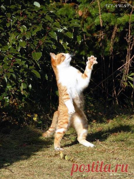 Коты прямоходящие