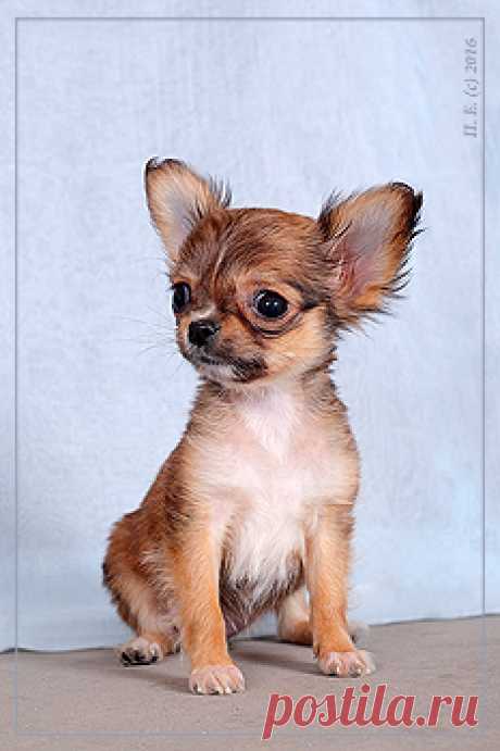 Питомник Голден из Лайф | Продажа щенков д/ш | 23.11.2015 г.