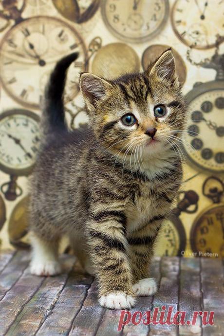 Kitten time by hoschie on deviantART