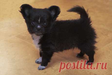 Голден из Лайф Итан