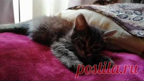Бездомный котенок.Кеша