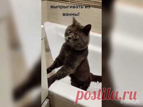 УДИВЛЕННЫЕ КОТ ФЕДЯ ВЫ БУДЕТЕ ОЧЕНЬ СМЕЯТЬСЯ !!!!