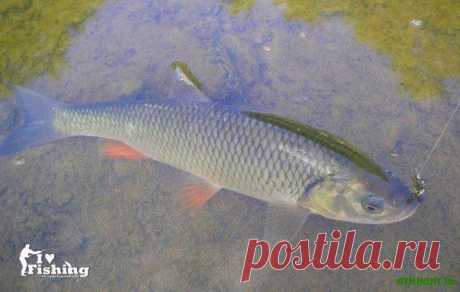 Ловля голавля  / Богатая добыча