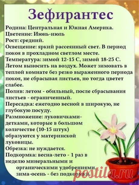 Паспорт комнатных растений