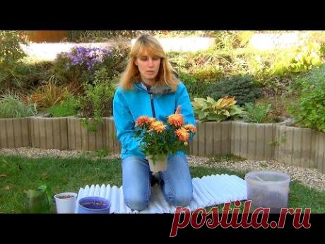 Комнатная хризантема. Посадка и уход.