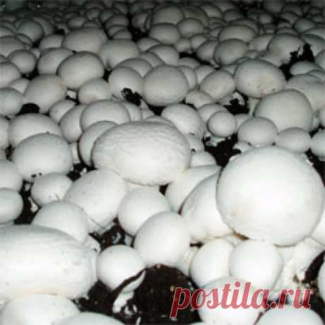 Выращивание шампиньонов в домашних условиях. Для выращивания шампиньонов в домашних условиях интенсивным методом понадобится прохладное помещение, вроде подвала или погреба, где есть возможность поддерживать высокую влажность воздуха.