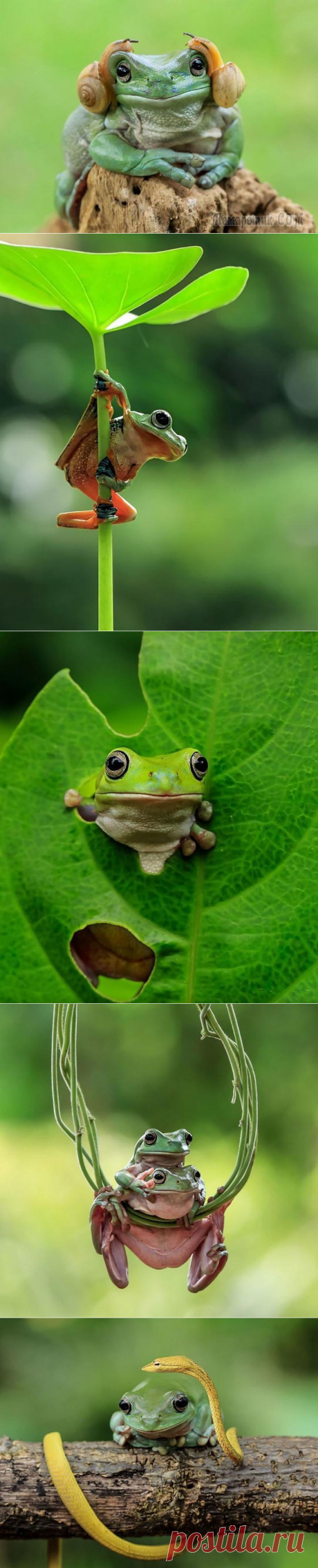 Царевна-лягушка: неожиданные грани обычных лягушек