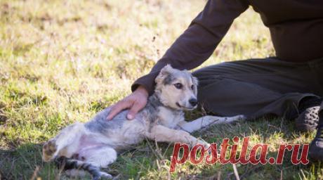 Врач Бессмертный рассказал, как завести питомца аллергикам. Врач — аллерголог-иммунолог Алексей Бессмертный рассказал, как аллергикам завести домашнего питомца. Читать далее