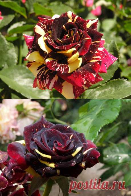 Роза "Абракадабра" | Наш дом