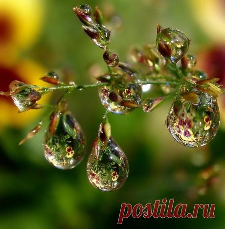 В КАПЛЕ ВОДЫ". ФОТОГРАФИИ С КОНКУРСА. | Самоцветик