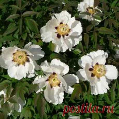 Пион древовидный White - купить саженцы из питомника, цена в Нижнем Новгороде