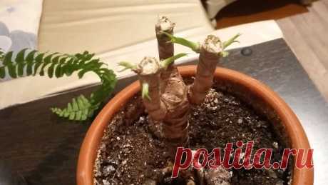 Как правильно и какие сорта драцены важно обрезать Какие сорта нуждаются в обрезке Разговоры о том, можно ли обрезать драцену, иногда порождает споры у цветоводов. На самом деле, все зависит от сорта: три самых популярных разновидности драцены по-разн...