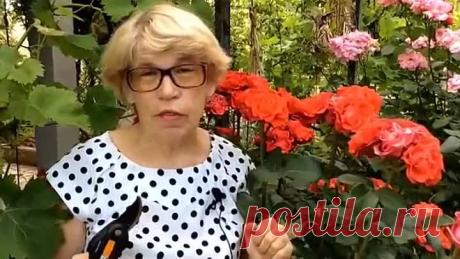 КАК И КОГДА ОБРЕЗАТЬ ПИОН ПОСЛЕ ЦВЕТЕНИЯ