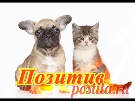 Самые смешные кошки собаки Fanny animals Создай себе хорошее настроение - YouTube