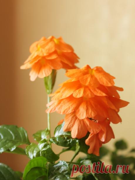 Кроссандра