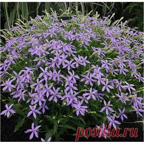 Цветет с июня до октября | ЗЕЛЕНЫЙ МИР С ЕЛЕНОЙ | Яндекс Дзен