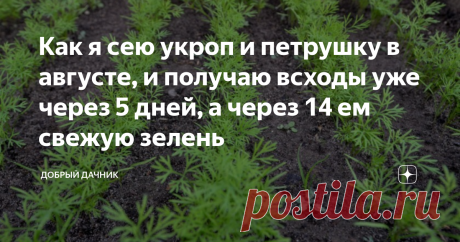 Как я сею укроп и петрушку в августе, и получаю всходы уже через 5 дней, а через 14 ем свежую зелень В середине лета укроп в огороде дает семена и на зелень его использовать уже невозможно. Но в это время начинают спеть помидоры, и так хочется сделать салат с зеленым укропчиком. Поэтому каждый год я сею укроп два раза за сезон – в начале лета и второй раз в августе.
Кроме того тот, который растет в августе использую и для заморозки на зиму. А также вместе с укропом в последний месяц лета сею