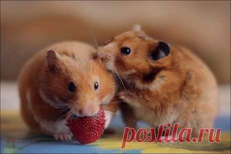 «Такие милые создания как хомячки. » — карточка пользователя vavri4ukVit в Яндекс.Коллекциях
