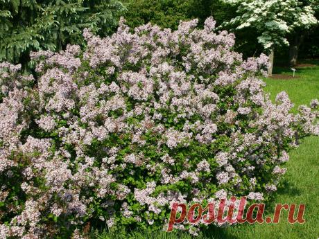 Многоликая красавица сирень — самые интересные виды. Описание и фото — Ботаничка.ru