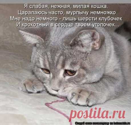 Пуси-пуси юмор для девушек и женщин. Подборка прикольных картинок и фото №ofigennaja-43151007052020 | Офигенная