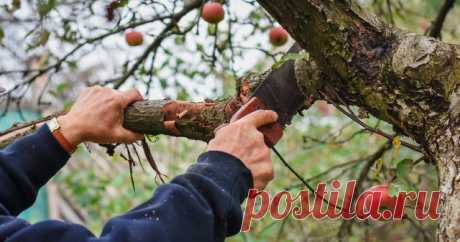 Как подготовить плодовые деревья к зиме — Ботаничка