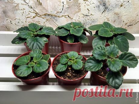 Сколько фиалок можно вырастить из единственного здорового листочка? | Палисадничек | Яндекс Дзен