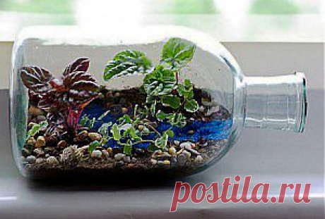 Сад в бутылке сделать своими руками просто: выбираем растения и цветы для мини сада