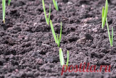 Две обязательные подкормки озимого чеснока: чтобы урожай радовал | Капуста, лук, чеснок (Огород.ru)