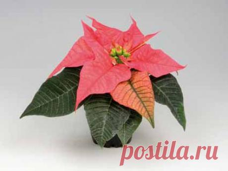 Цветок пуансетия: как ухаживать, размножение пуансетии, уход, фото. Пуансетия прекраснейшая, красная, рождественский цветок пуансетия: пересадка, семена, листья.
