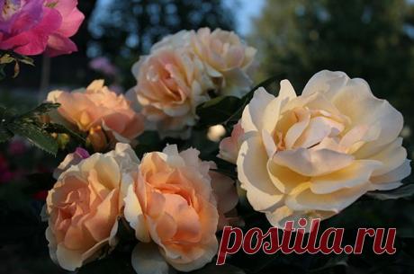 Красавица в «абрикосовом одеянии» — 6 соток