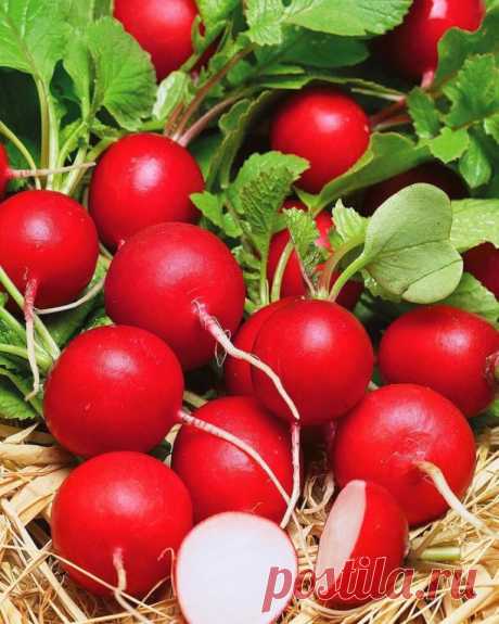 ЭТИ ХИТРОСТИ ПОЗВОЛЯТ ВАМ ВЫРАЩИВАТЬ РЕДИС ВСЕ ЛЕТО