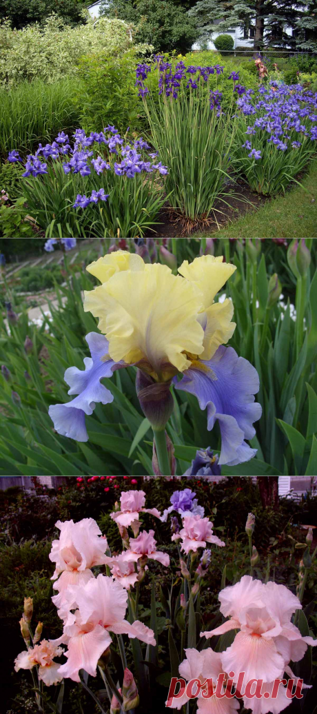 Ирис: посадка и уход в открытом грунте. Популярные виды и сорта ирисов, фото