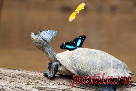 Ялмар Шахт: «Предъявите обвинение американцам» | БАЗА 211- ВОЕННАЯ ИСТОРИЯ