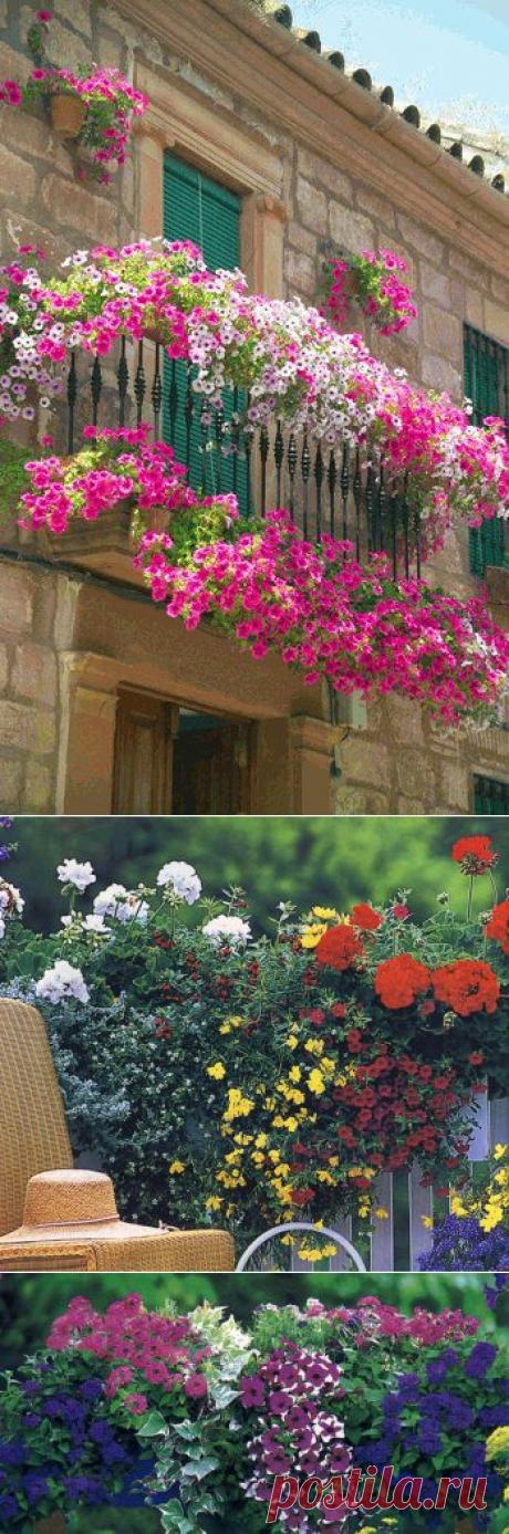 Композиции цветов для балконных ящиков | Самоделкино