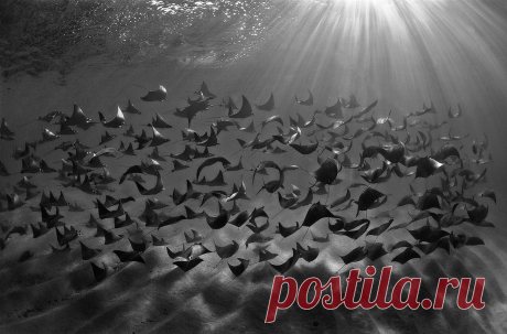 Удивительный водный мир — Мания.инфо