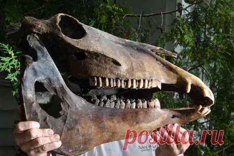 Планета Земля и Человек: Найдена древняя беременная кобыла