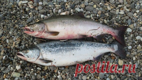 Как выбрать горбушу с икрой. Определяю всего по 2 особенным признакам